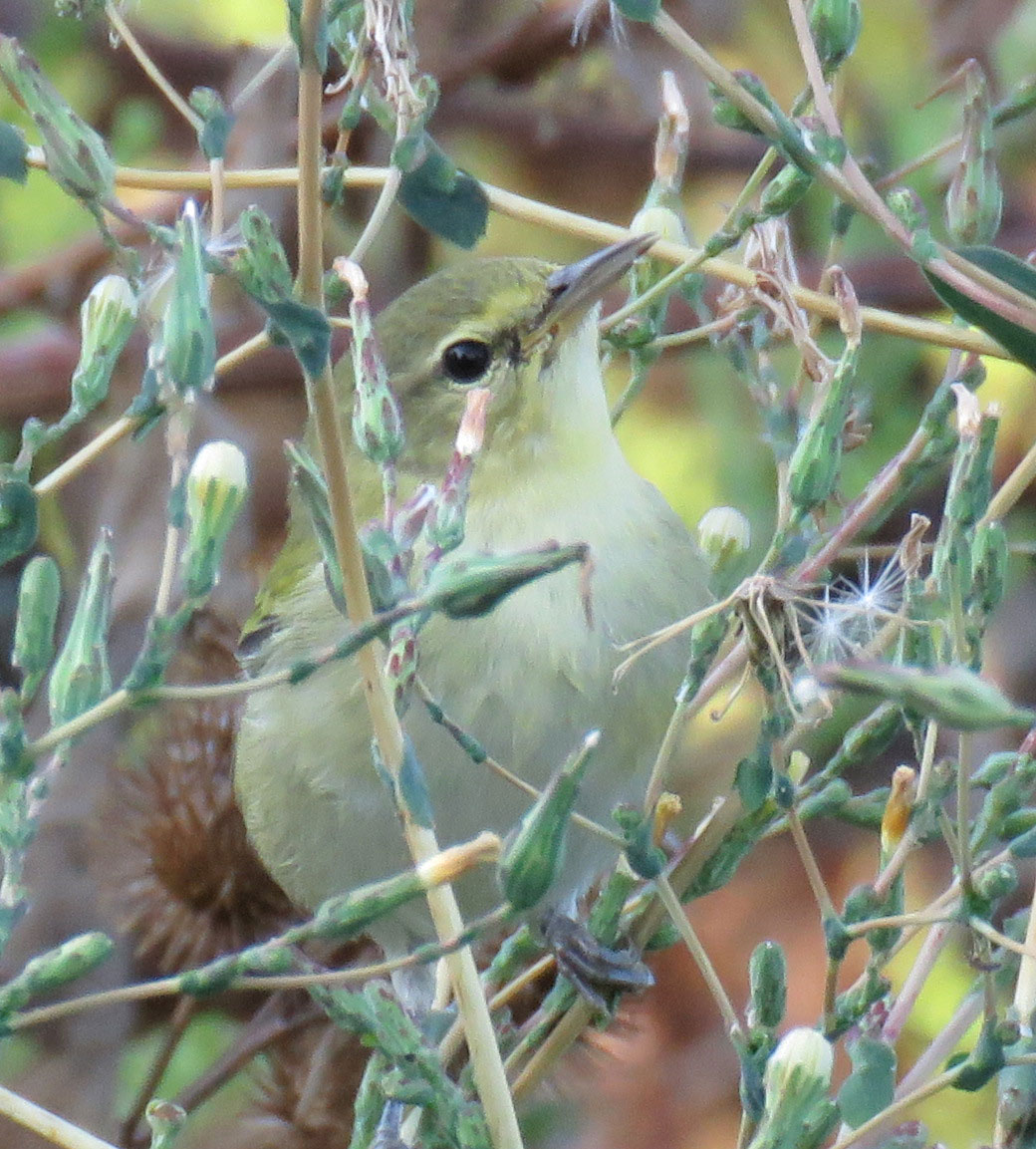 tenwarbler16-08-29_9343