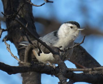 wh-brnuthatch17-01-08_7354