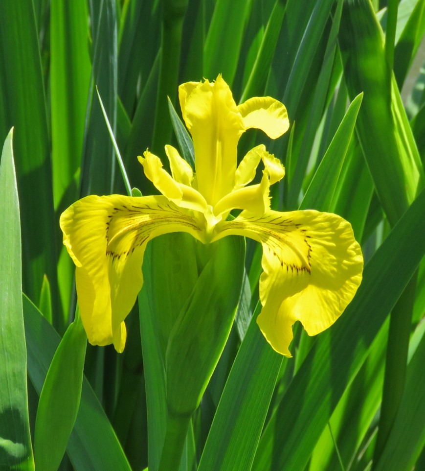 yellowiris16-05-22_3396