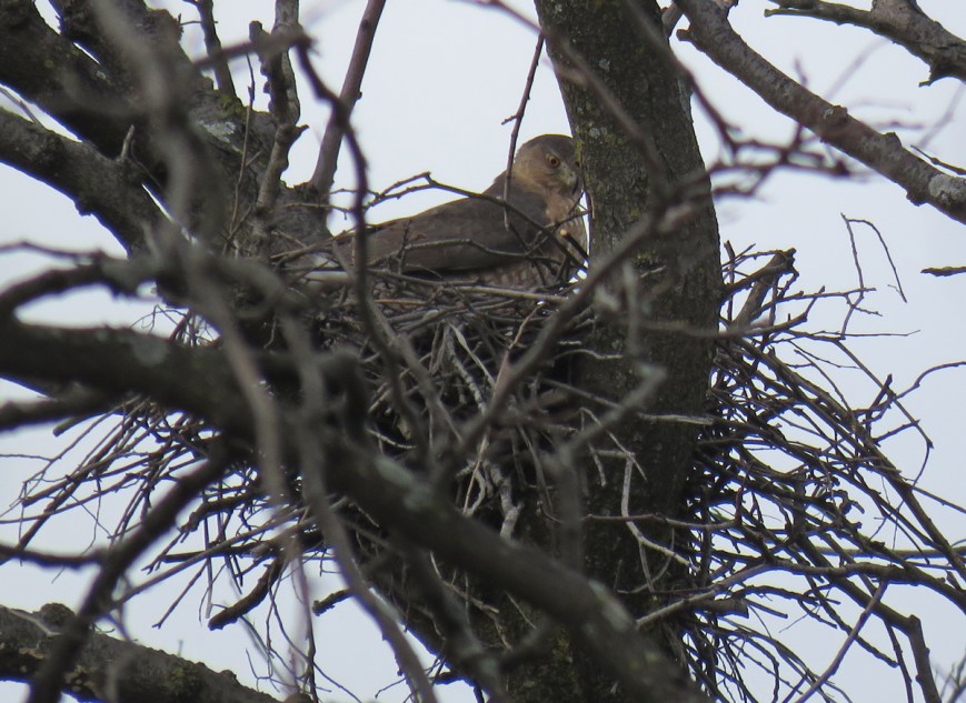 CHawkNest17-03-05_9844