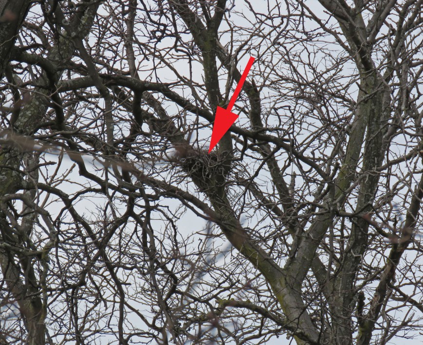 CHawkNest17-03-05_9849