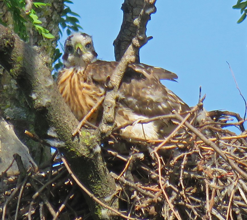 CHawkNestling17-06-18_9526