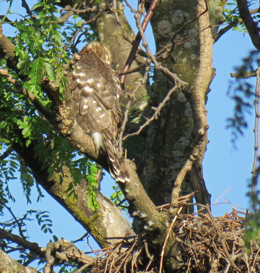 CooperHawkFledgNest17-06-26_0379