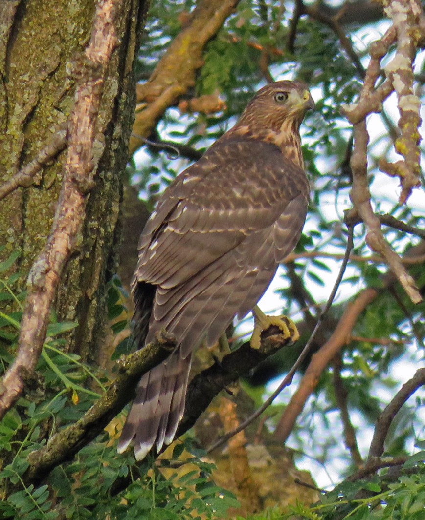 CoopersHawkJuv17-07-03_0915