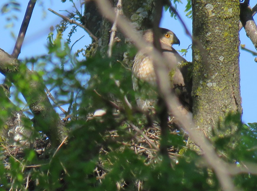 CoopersNest17-05-29_7550