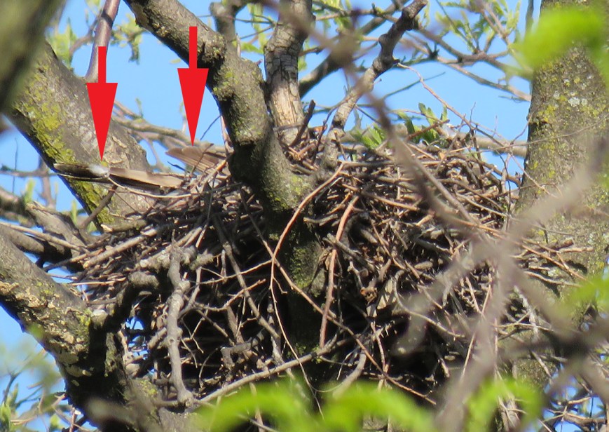 DouglasCoopersNest17-05-06_6263