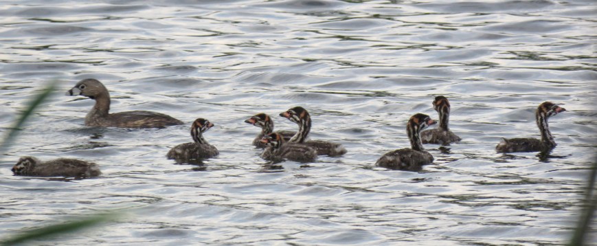 GrebeFamily17-06-18_9394