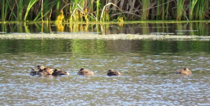 GrebeFamily17-06-26_0270