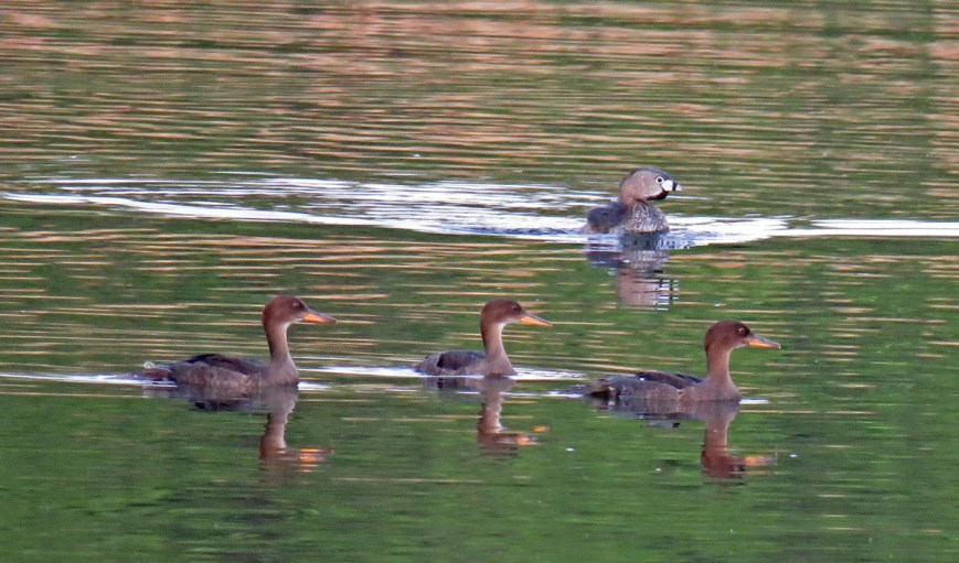 GrebeMergansers17-05-16_7111