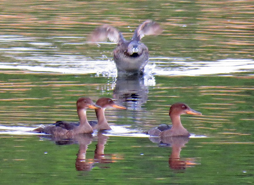 HoodedMergGrebe17-05-16_7112
