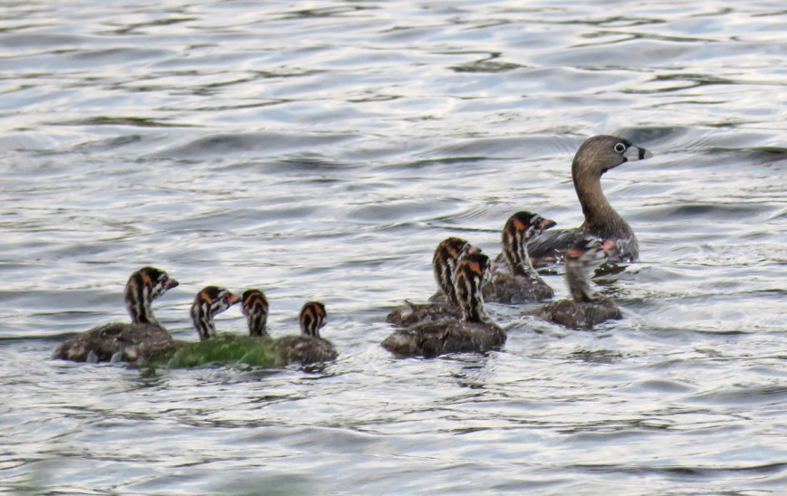 P-bGrebeFamily17-06-18_9391