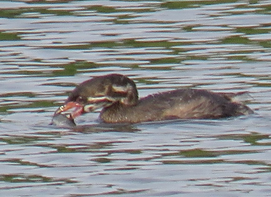 PbGrebeFish17-07-11_1624