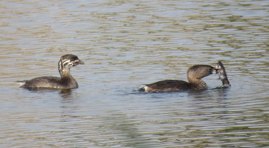 PbGrebesFish17-07-11_1639