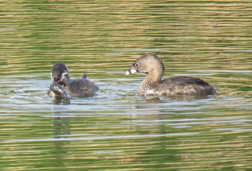 PbGrebesFish17-07-11_1657