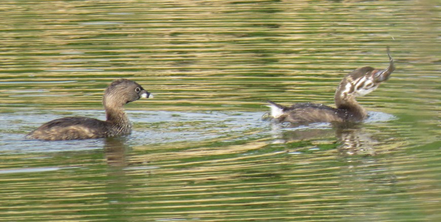 PbGrebesFish17-07-11_1663