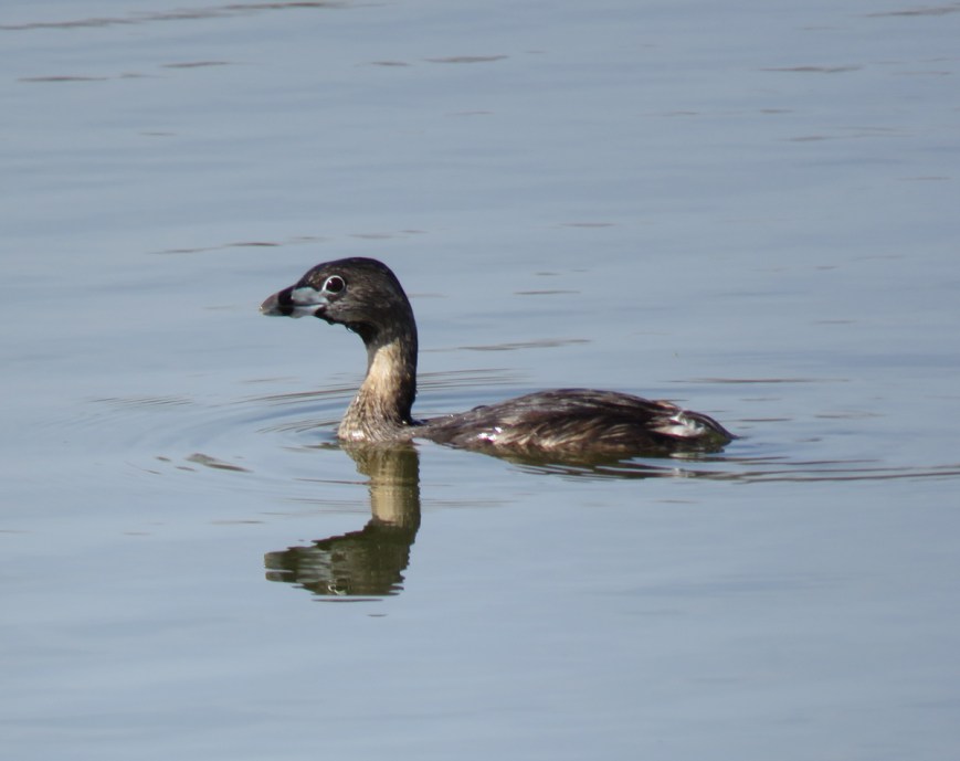 Pied-billedGrebeAlone17-04-17_3928