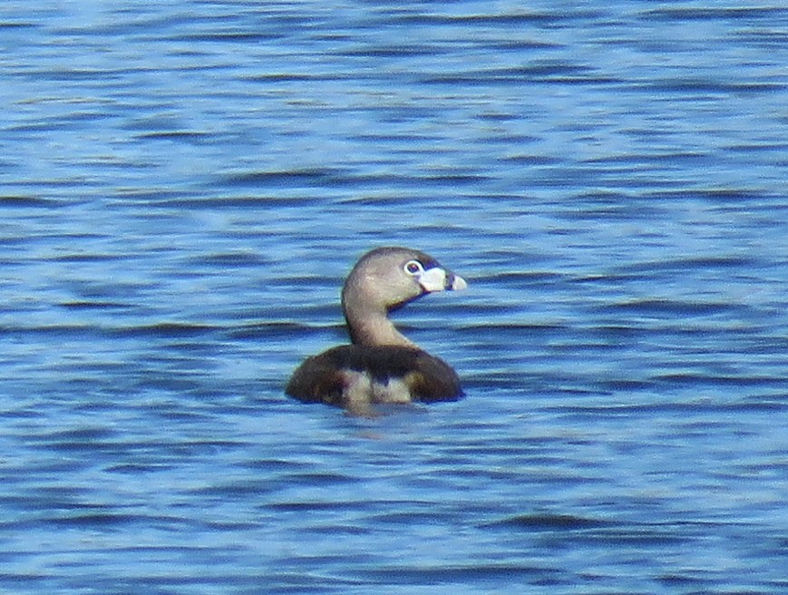 PiedGrebeAlone17-05-29_7560