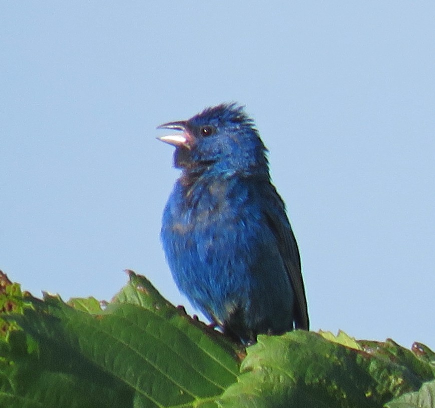 00A-IndigoBuntSinging17-07-18_2417