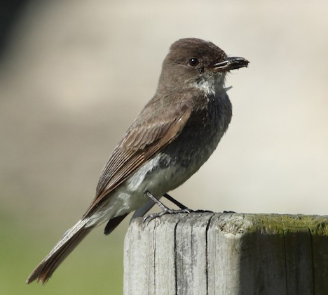 00B-EthansPhobeCloser