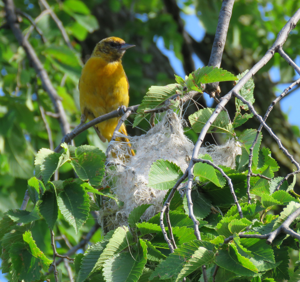 00C-BaltOrioleF-Nest17-06-26_0473