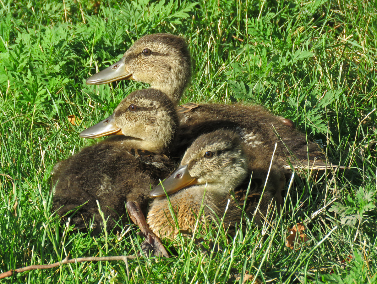 01A-MotherlessMallards17-07-18_2459