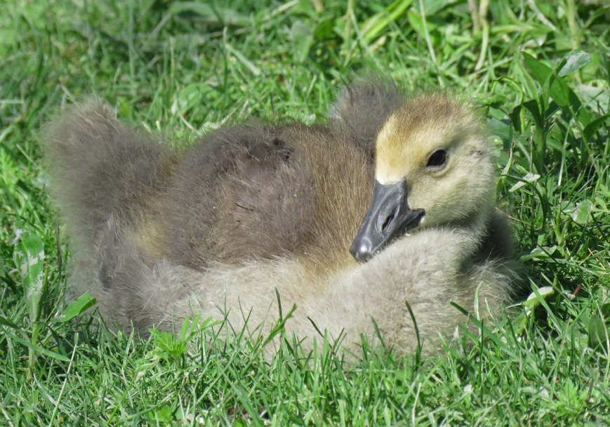 01B-CanadaGosling17-05-29_7603