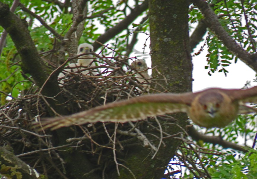 02B-CoopersAttack17-06-04_8024