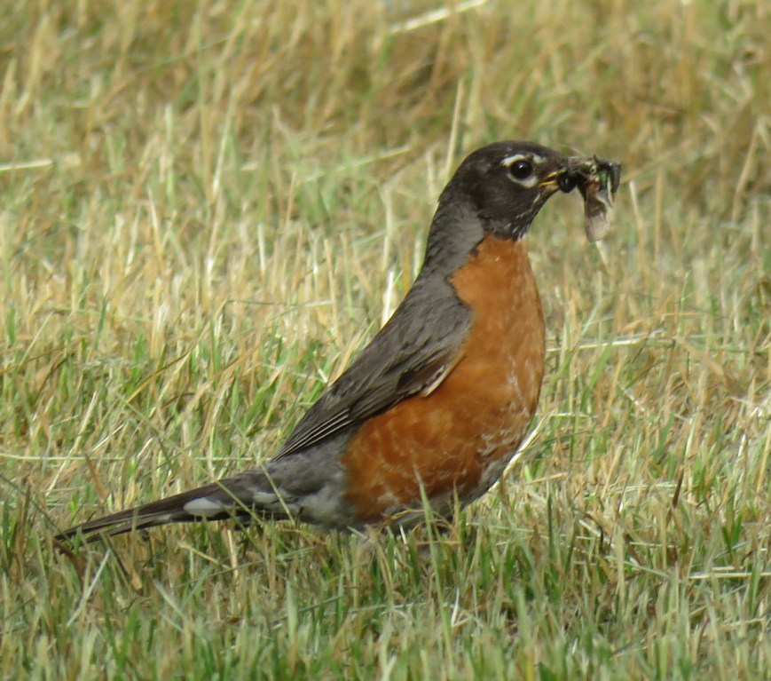 03A-RobinBeakful17-06-10_8729