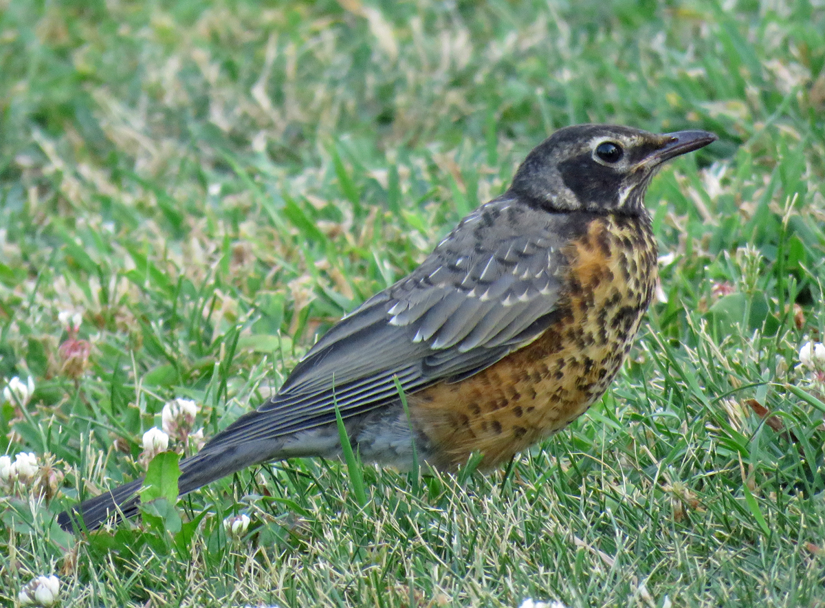 03B-AmRobinJuv17-07-03_1016