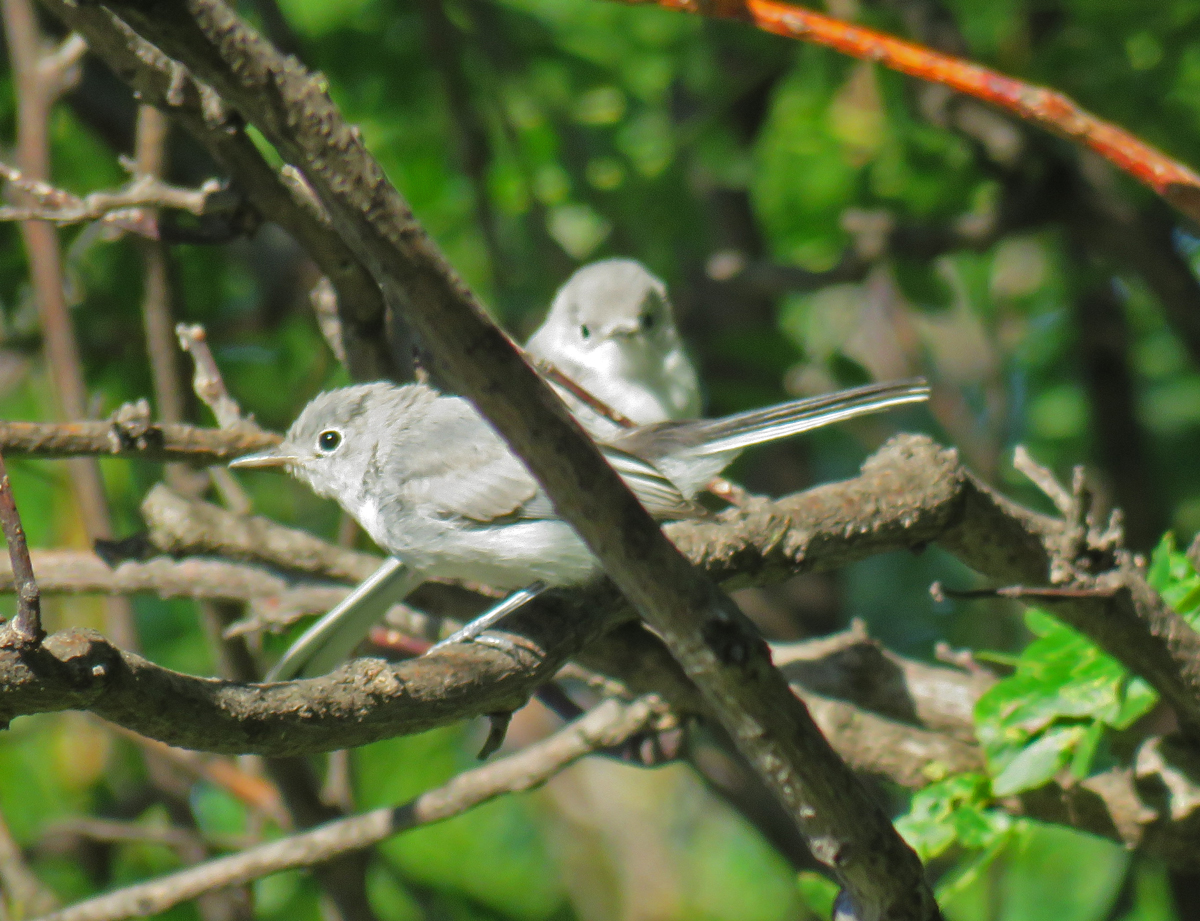 04-B-gGnatchersFed17-07-29_3771