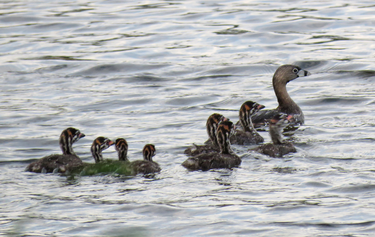 05A-P-bGrebeFamily17-06-18_9391