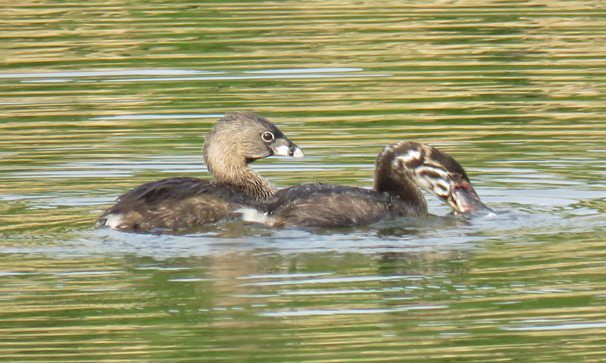 05B-PbGrebesFish17-07-11_1659