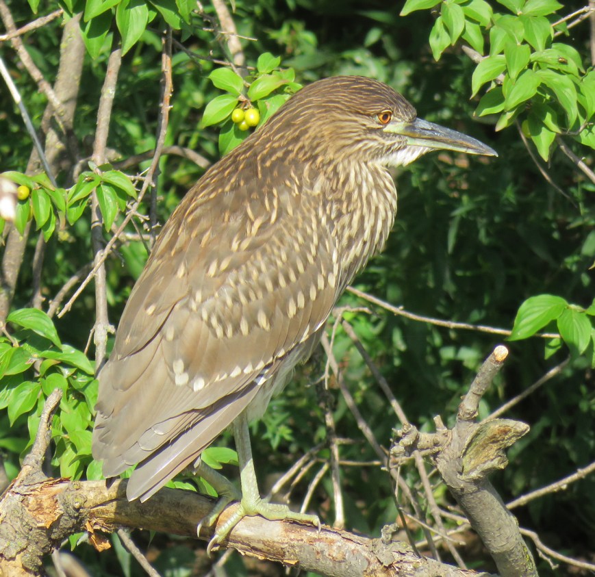 06A-Bl-crN-HeronJuv17-07-18_2507