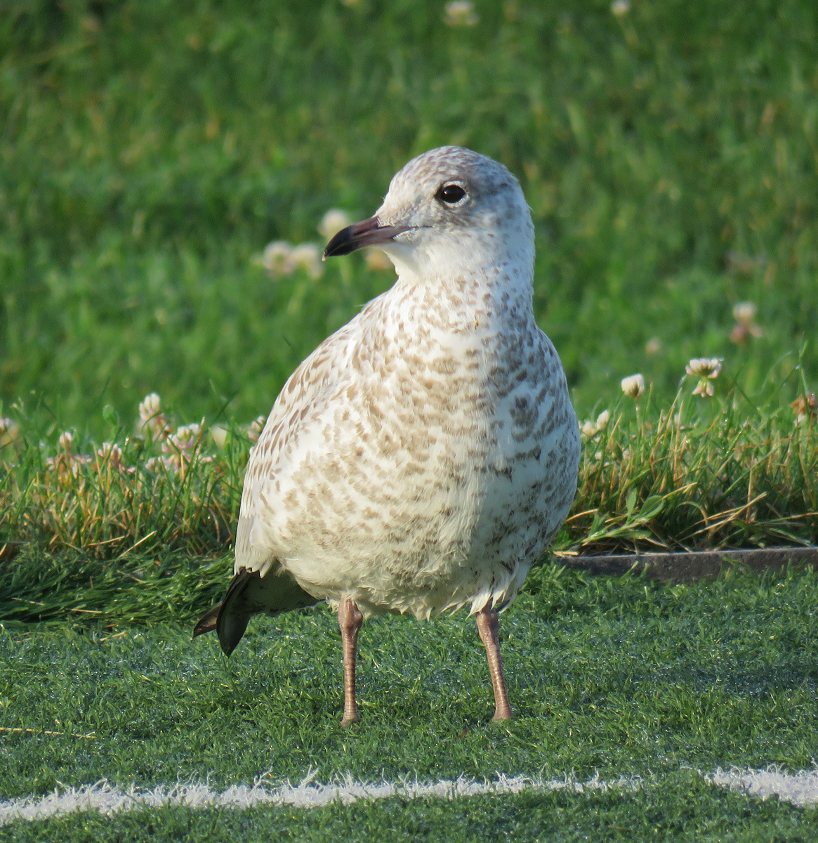 06C-R-bGullJuv17-07-18_2376