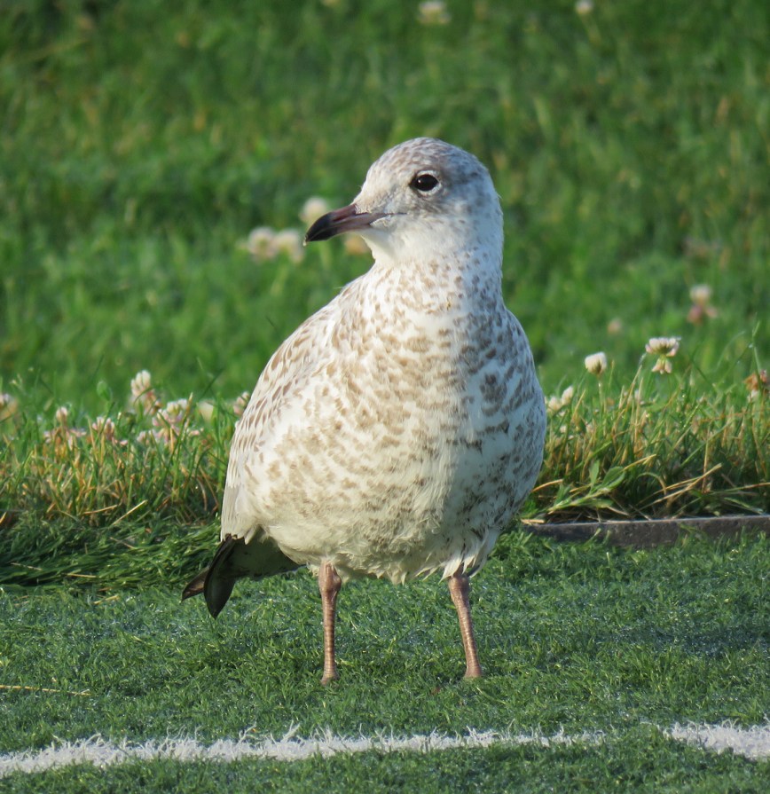 06C-R-bGullJuv17-07-18_2376