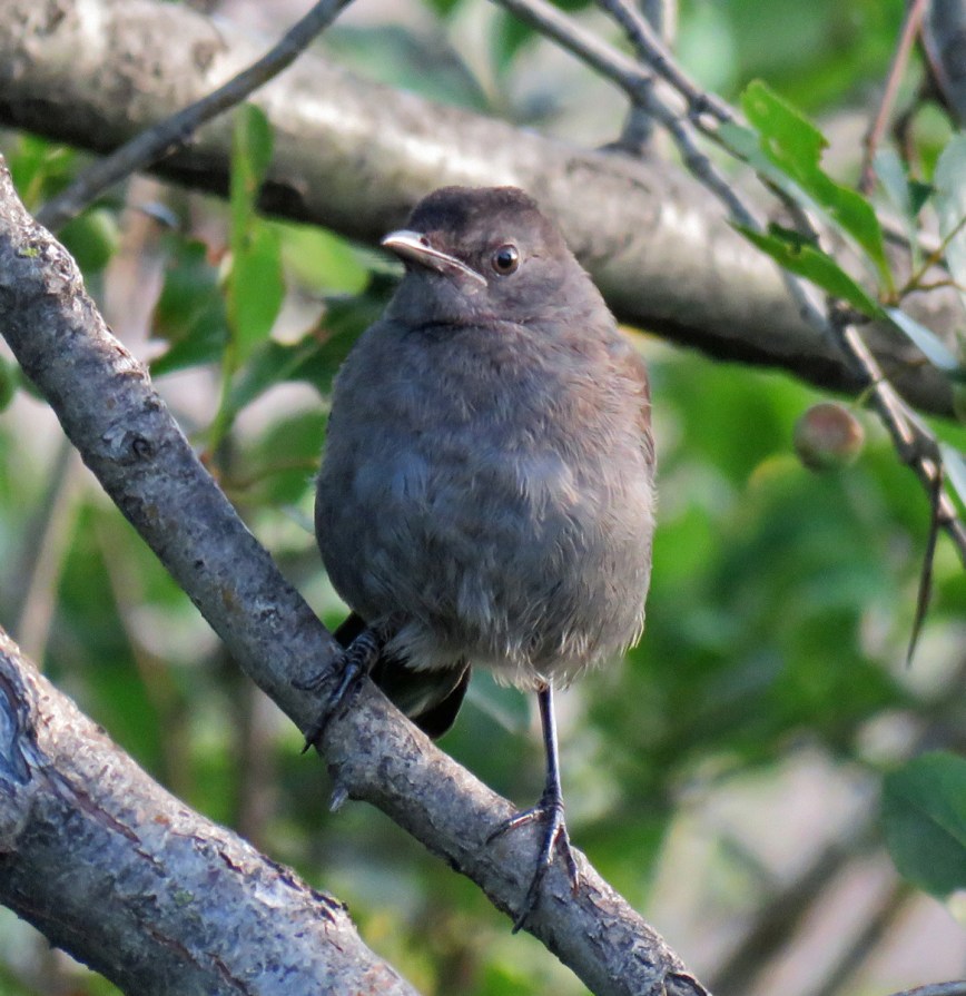 07A-GCatbird-Juv17-07-29_3682