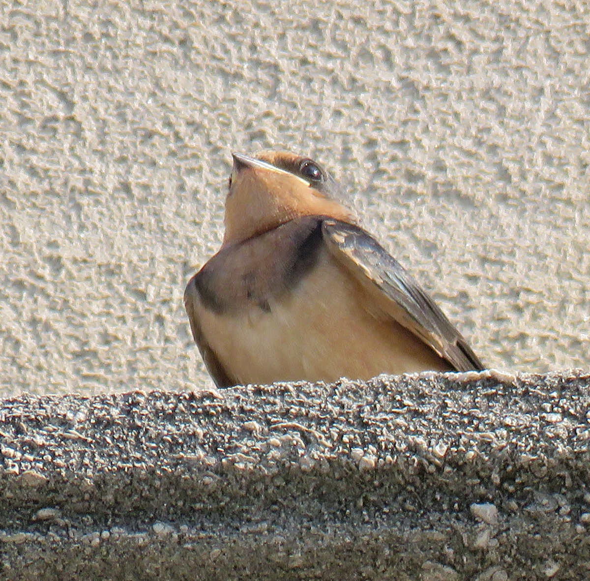07B-BarnSwallowFledgling17-07-03_1064