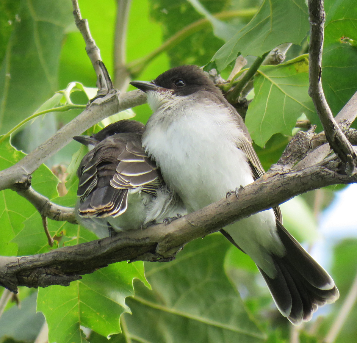 07C-EKingbirdFledg17-07-24_3168