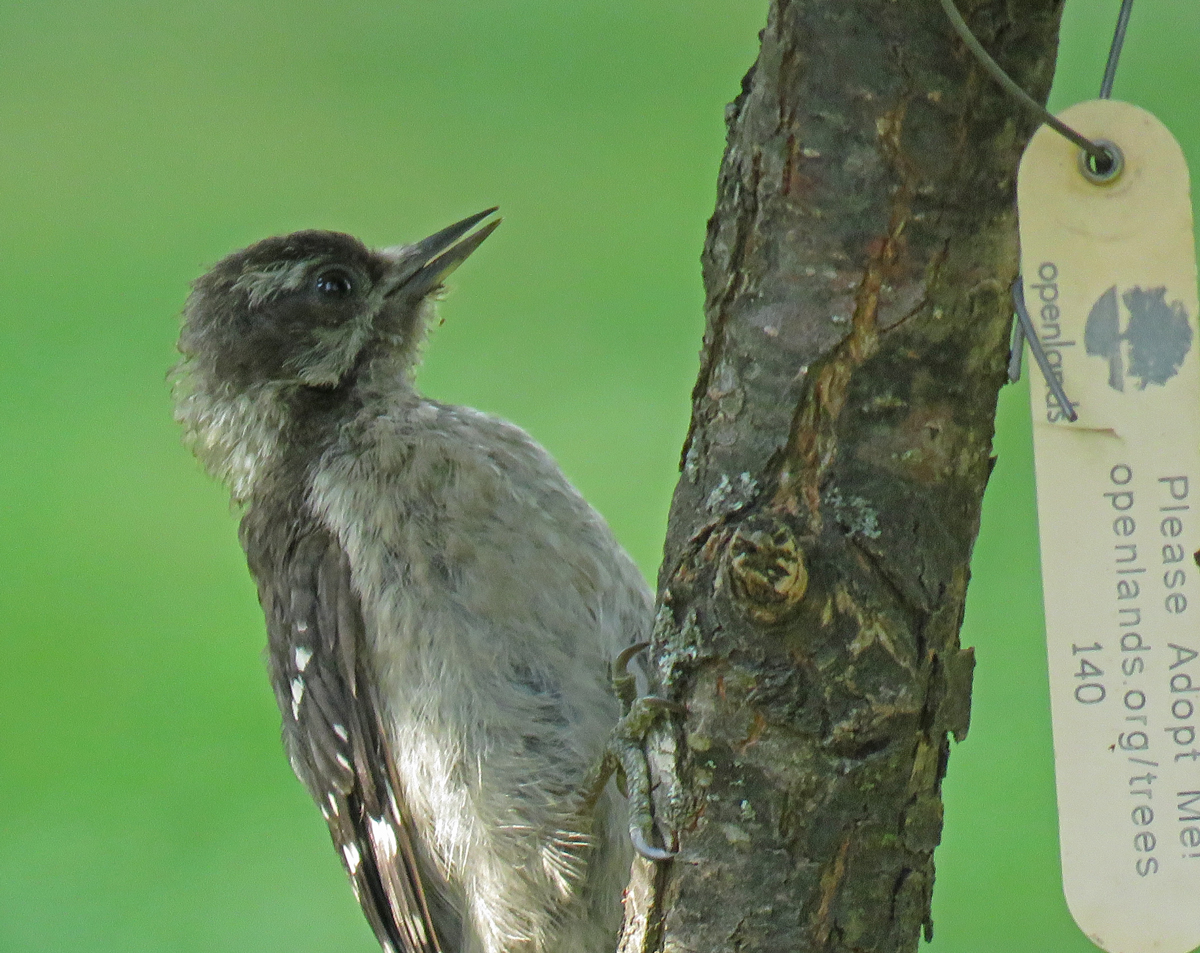07D-DownyWpFledgling17-07-11_1701