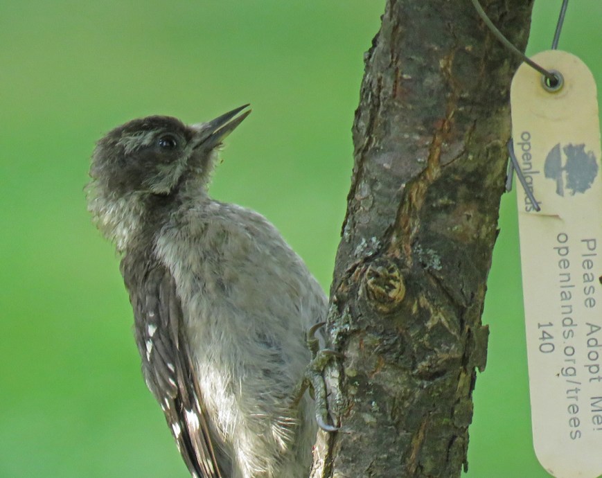 07D-DownyWpFledgling17-07-11_1701