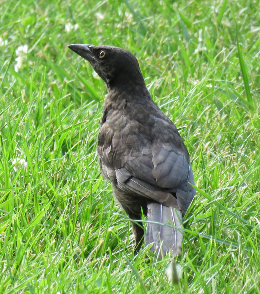 08A-CGrackleJuv17-07-03_1129