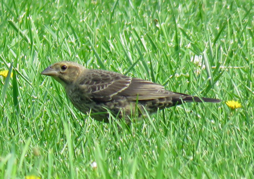 08B-Br-headedCowbirdJuv17-08-02_4305