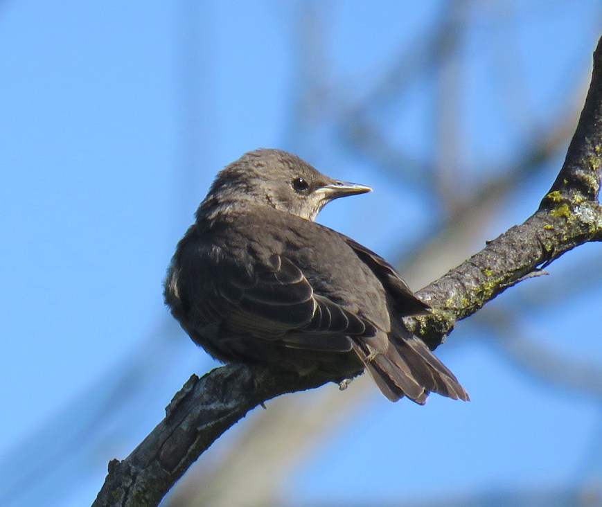 08CEStarlingFledge17-05-29_7609