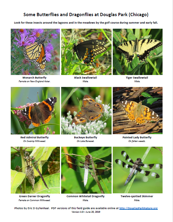 ButterfliesDragonfliesDouglas